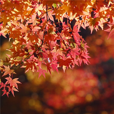 秋天唯美枫叶微信头像图片